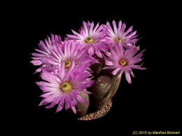 Echinocereus sciurus 798